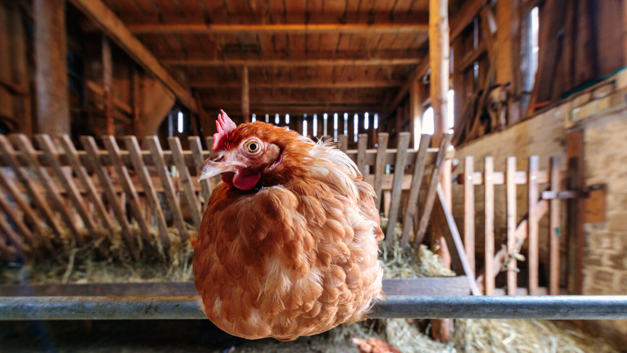 A hen is sitting on a pole in the stable