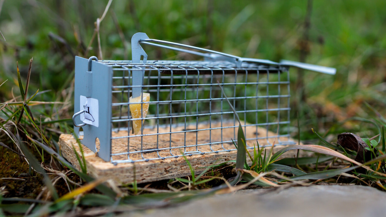 mouse trap to catch them alive in the garden