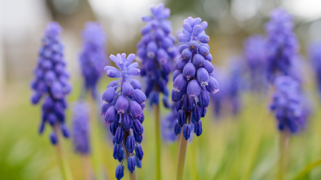 Beautiful hyacinths bloom in April