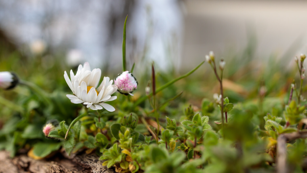 Small daisies in a meadow in spring