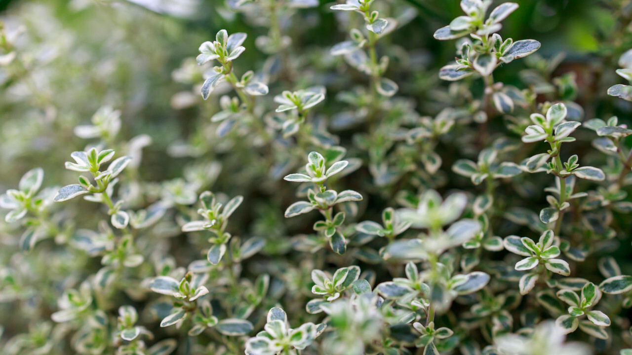 Fresh oregano herb