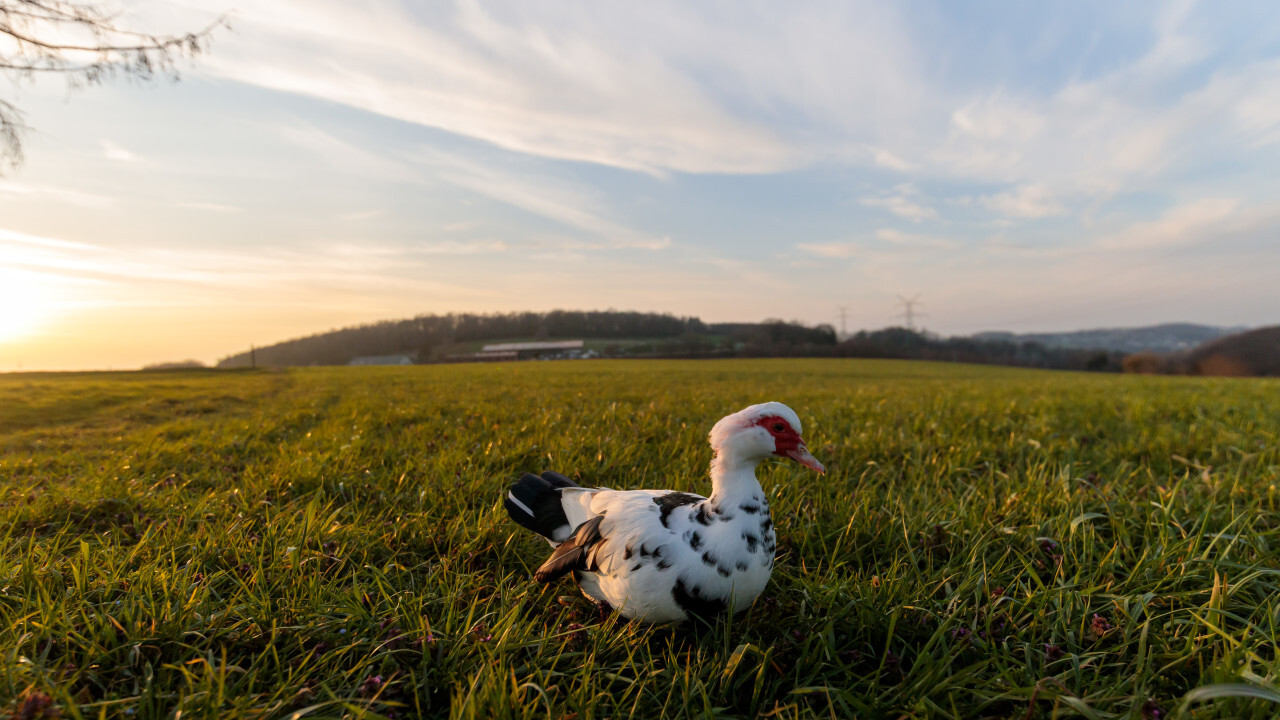 Muscovy duck on a rural landscape