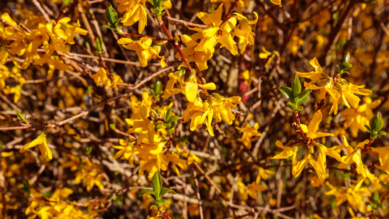 Yellow blossoms of a forsythia bush