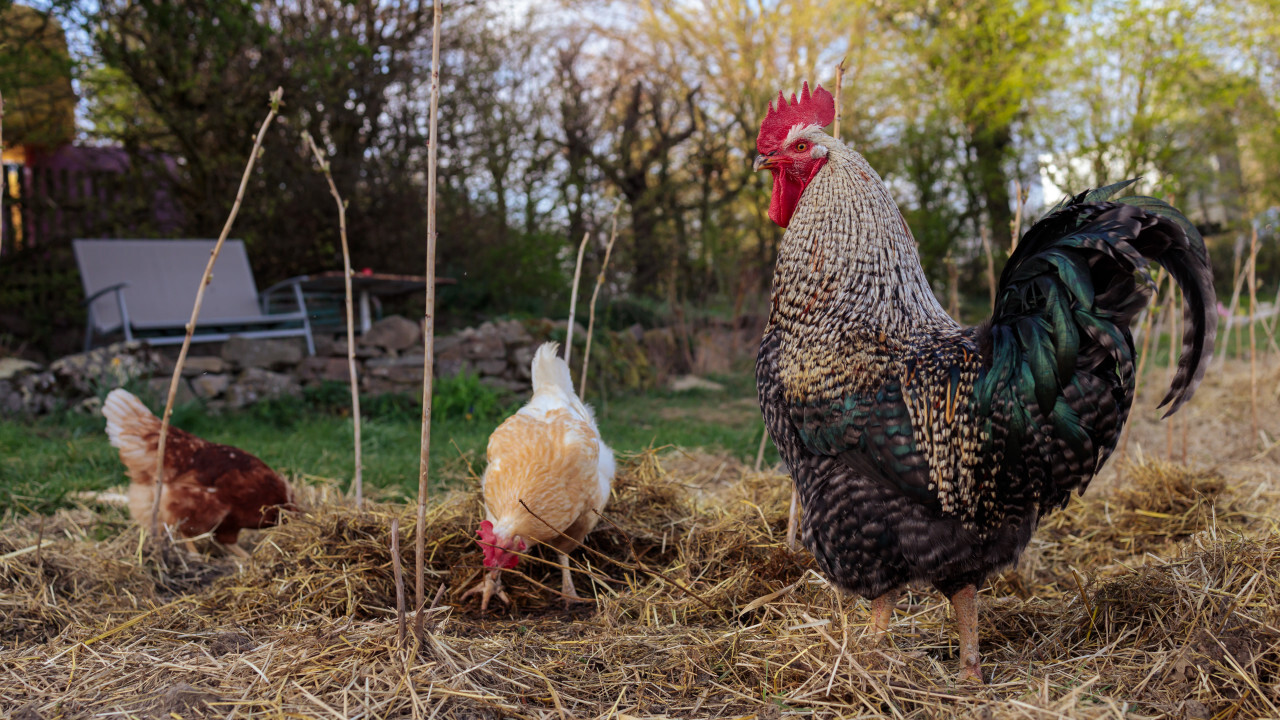 A rooster guards its hens