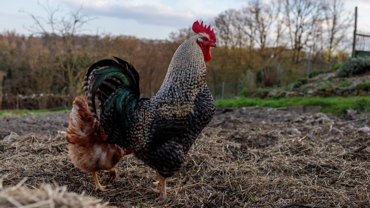 Beautiful rooster stands in the straw