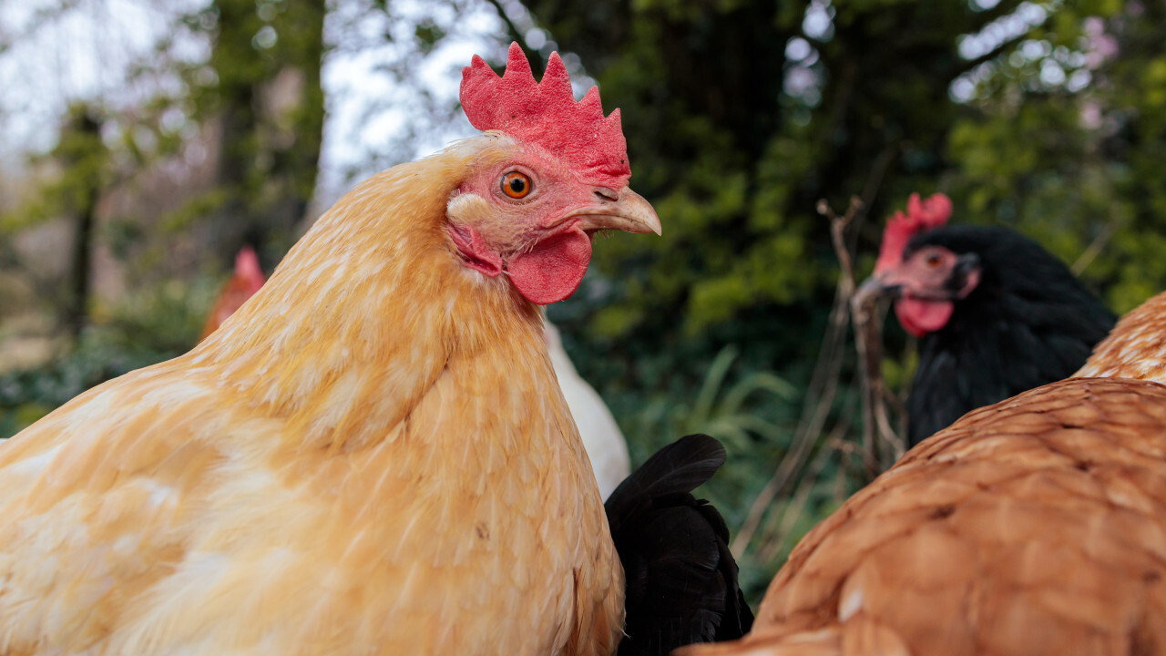 Portrait of a hen