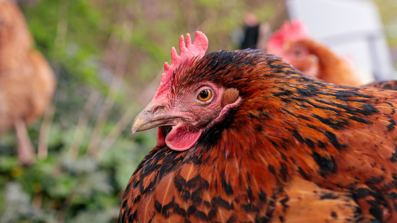Portrait of a happy organic hen