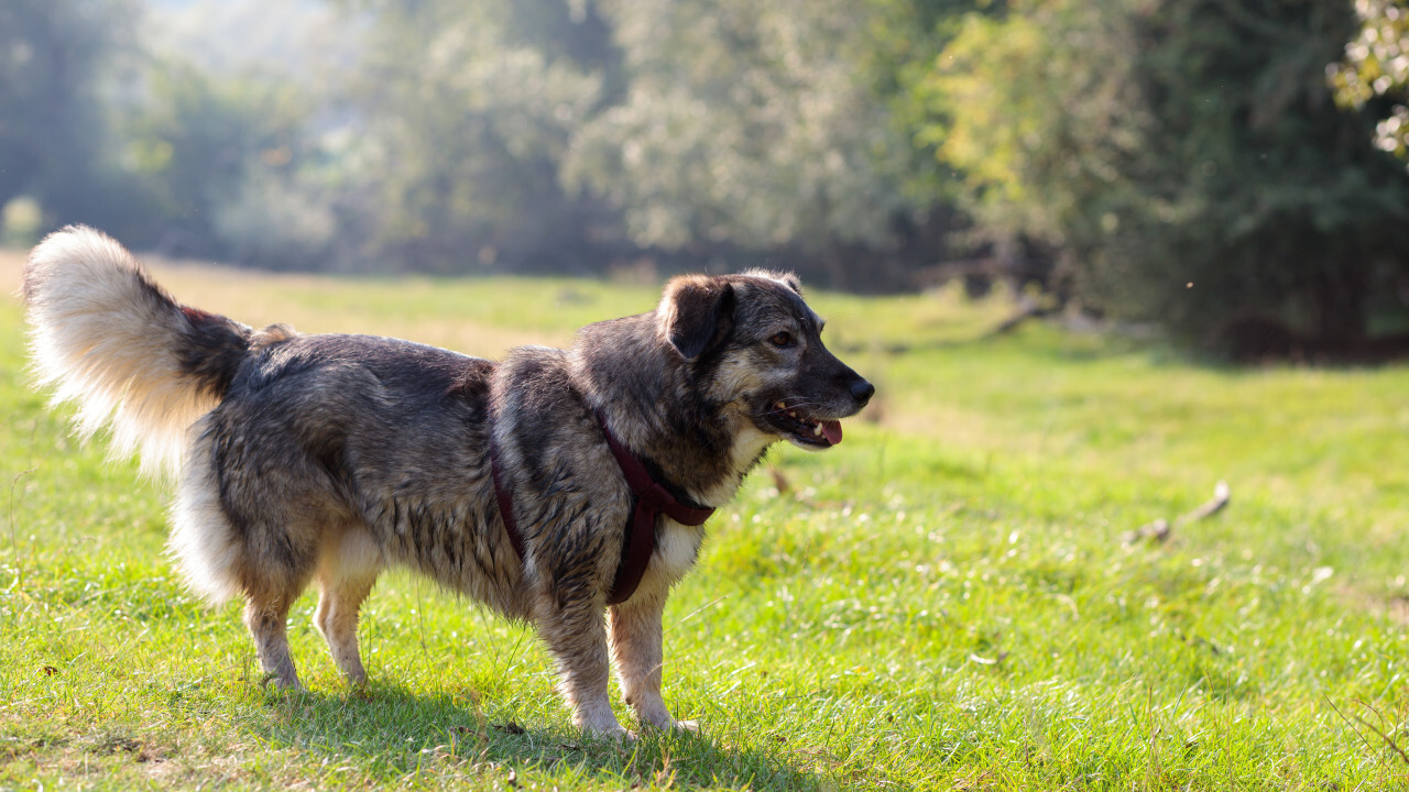 Cute dog on a meadow