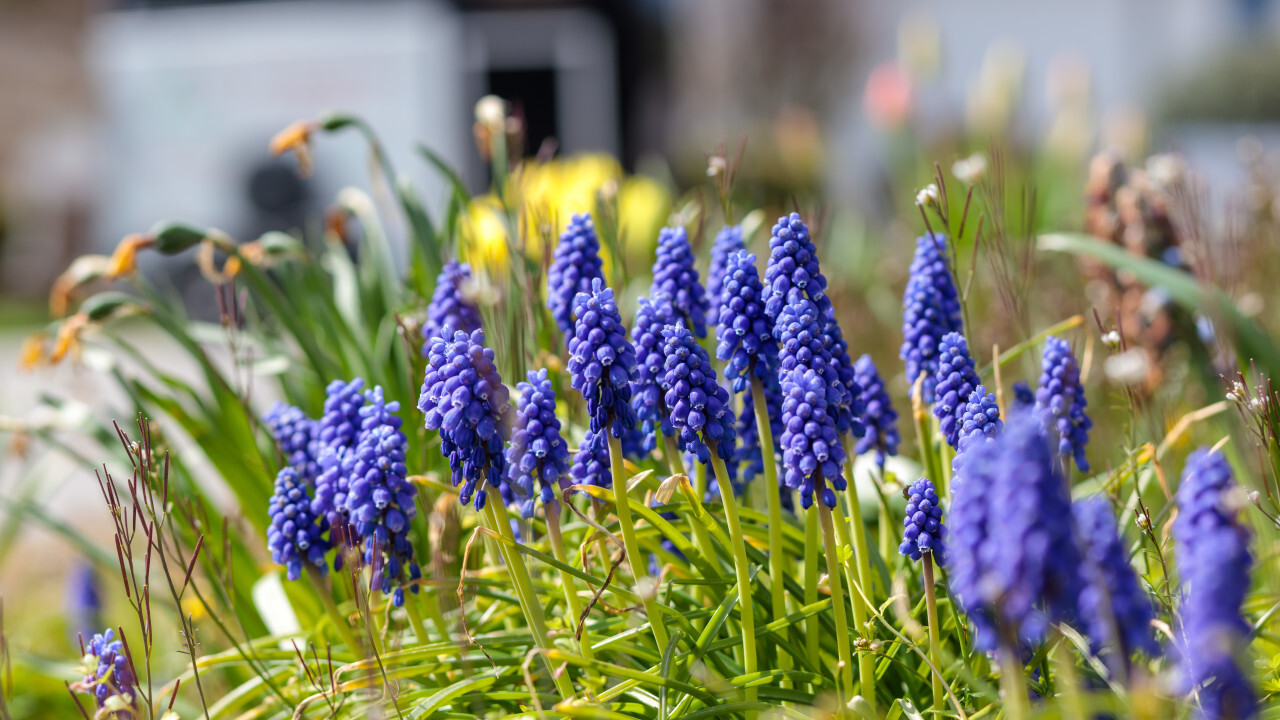 Purple hyacinths in a garden in spring