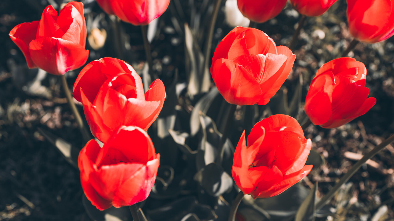 red tulips background