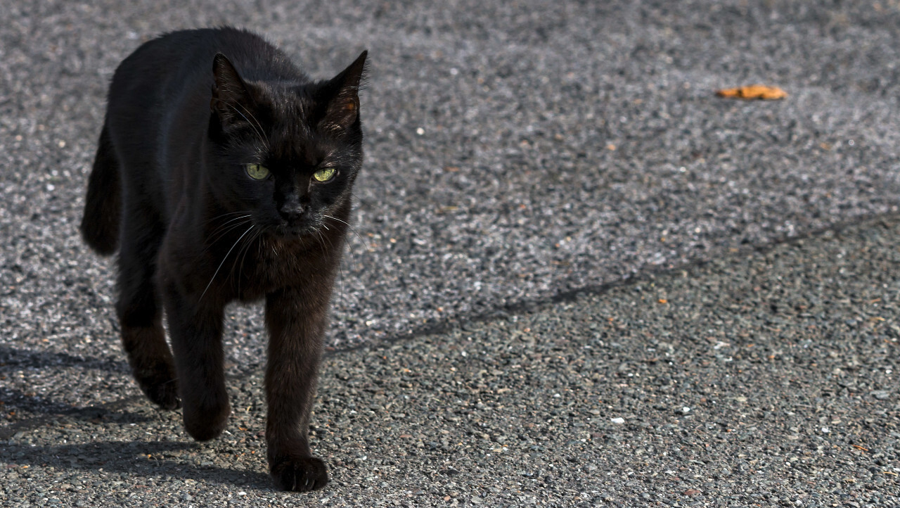 black cat walking