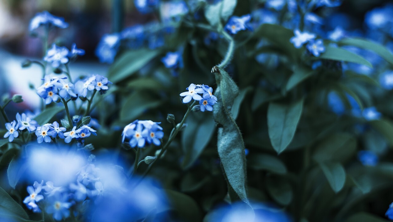 forget me not flowers