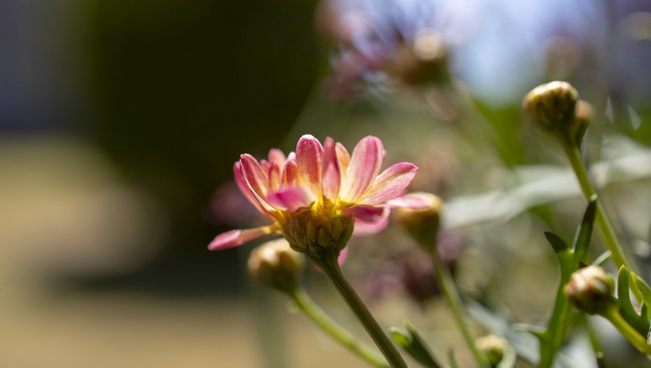 Daisies on spring background