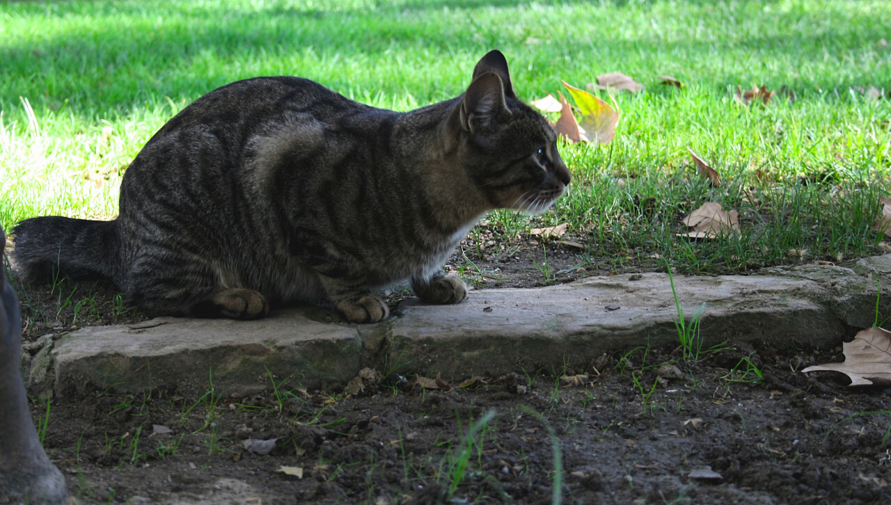 stray cat in barcelona