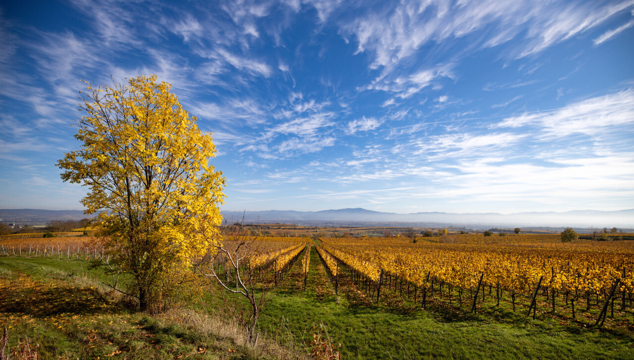 Landscape with golden vineyards