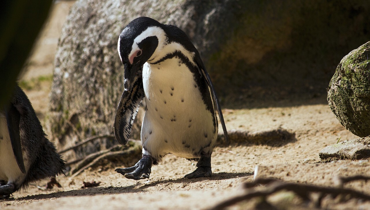 penguin pays attention to his feet while running