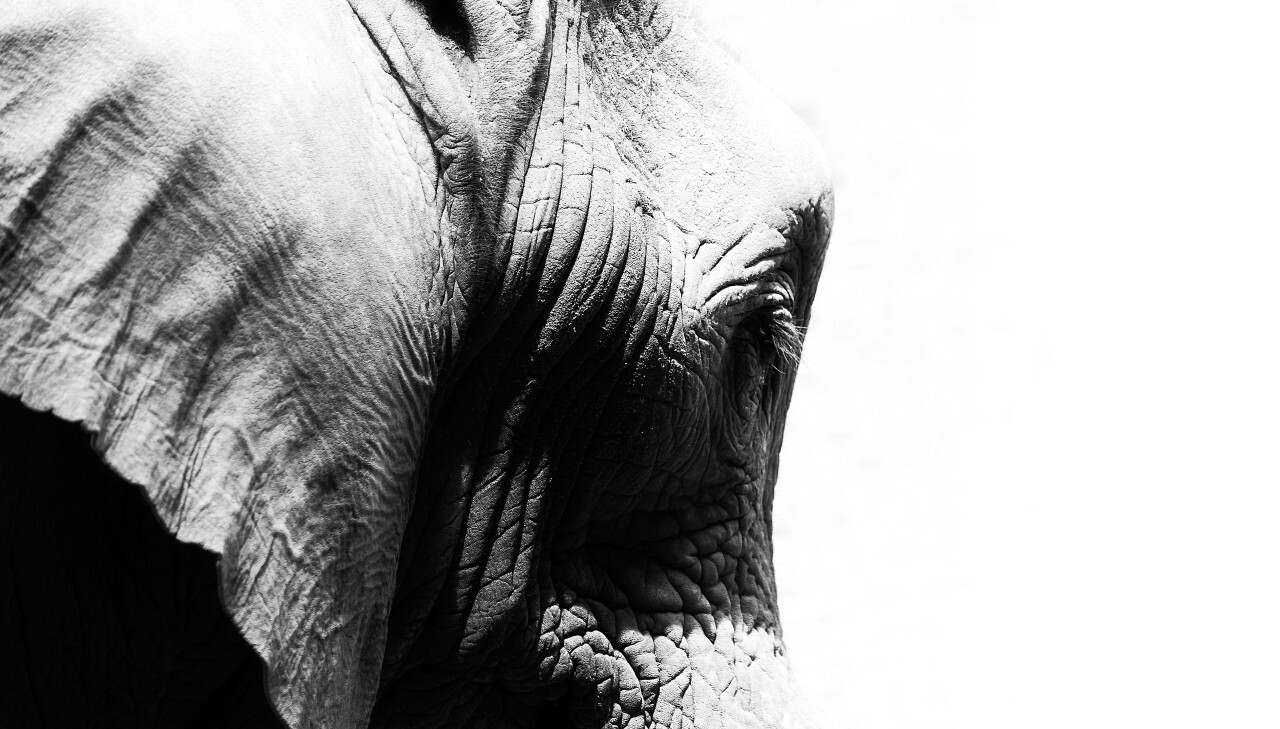 elephant portrait black and white