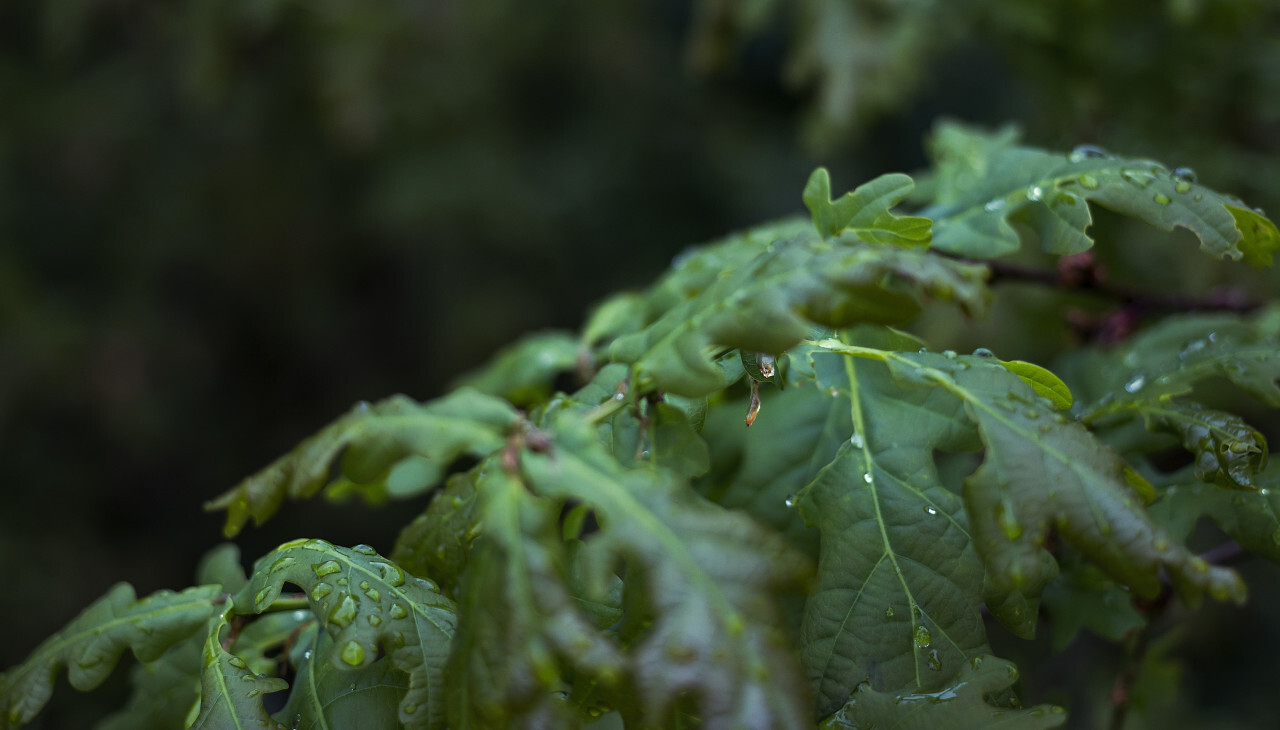 wet oak leaves