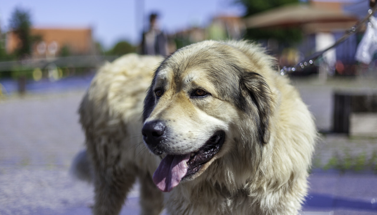 cute big dog on a leash