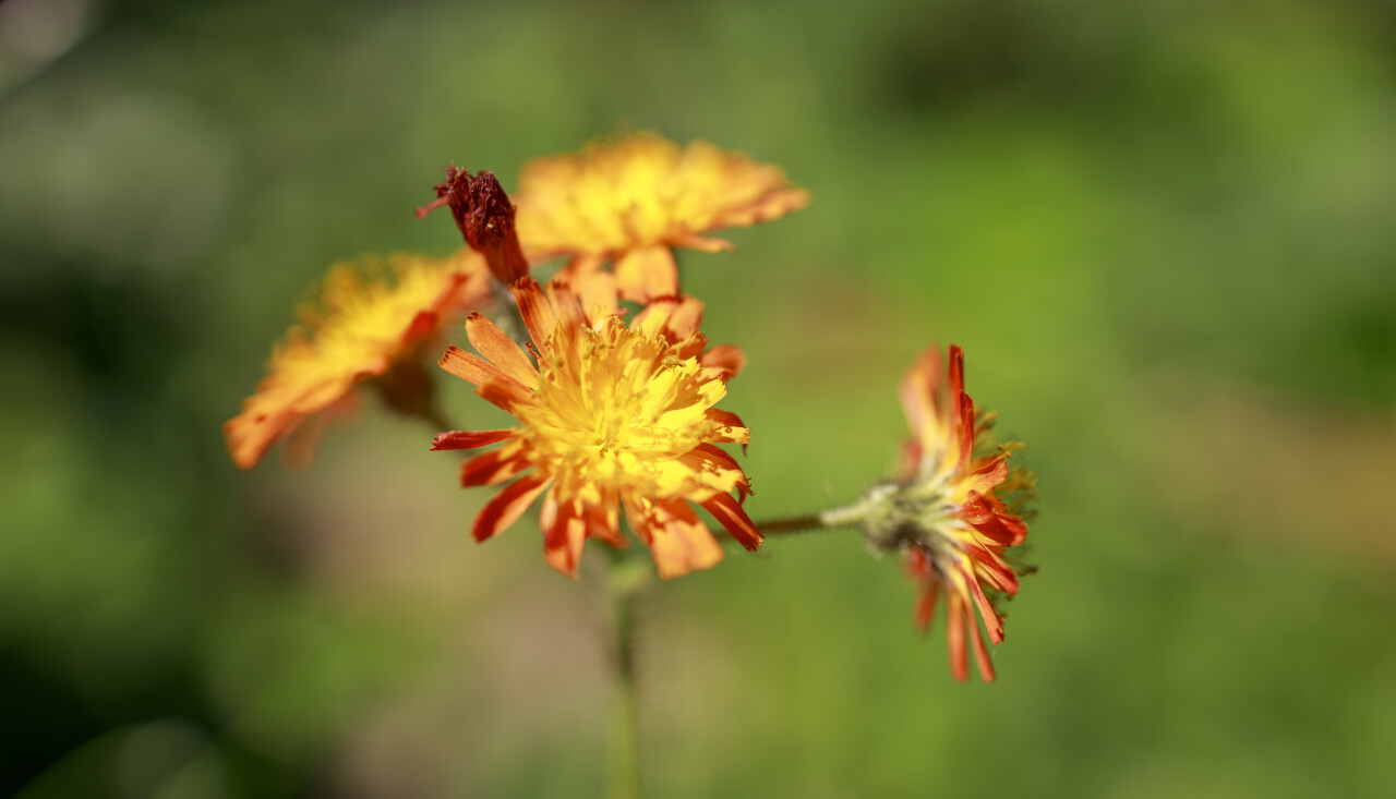 Orange Hawkweed flower or Pilosella aurantiaca