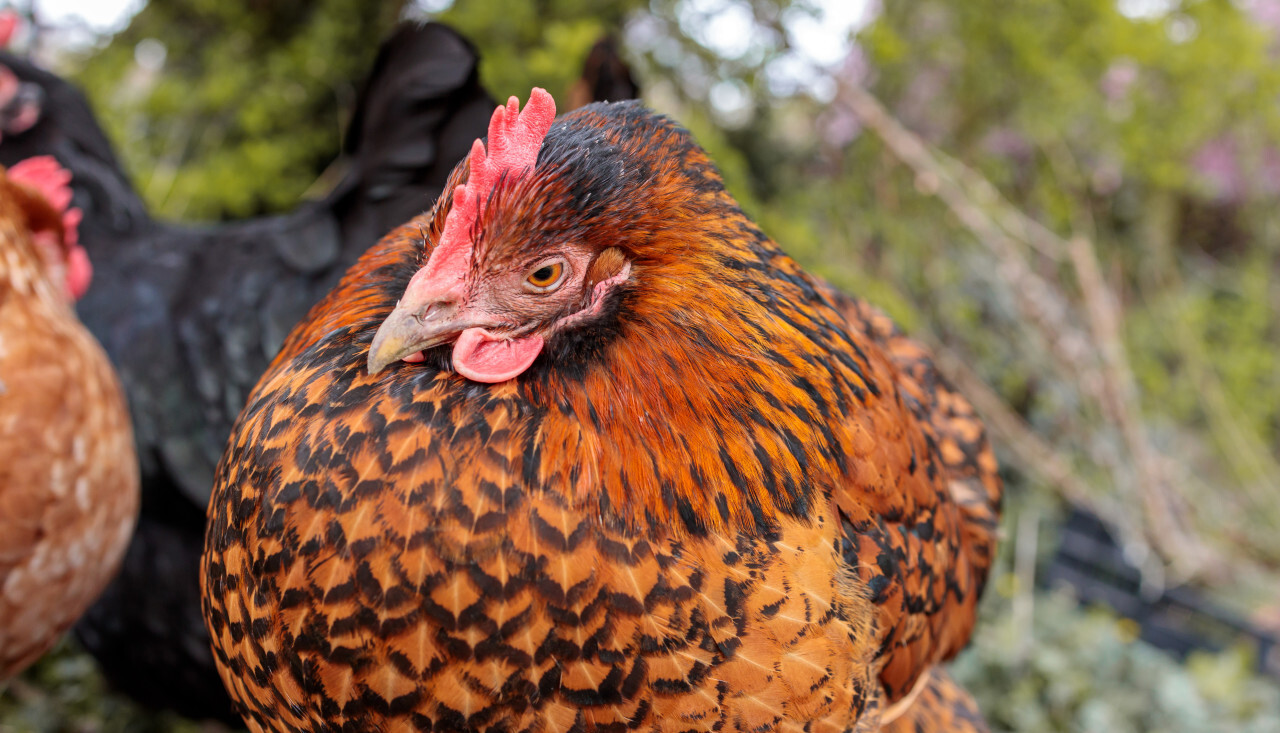 Hen on a farm