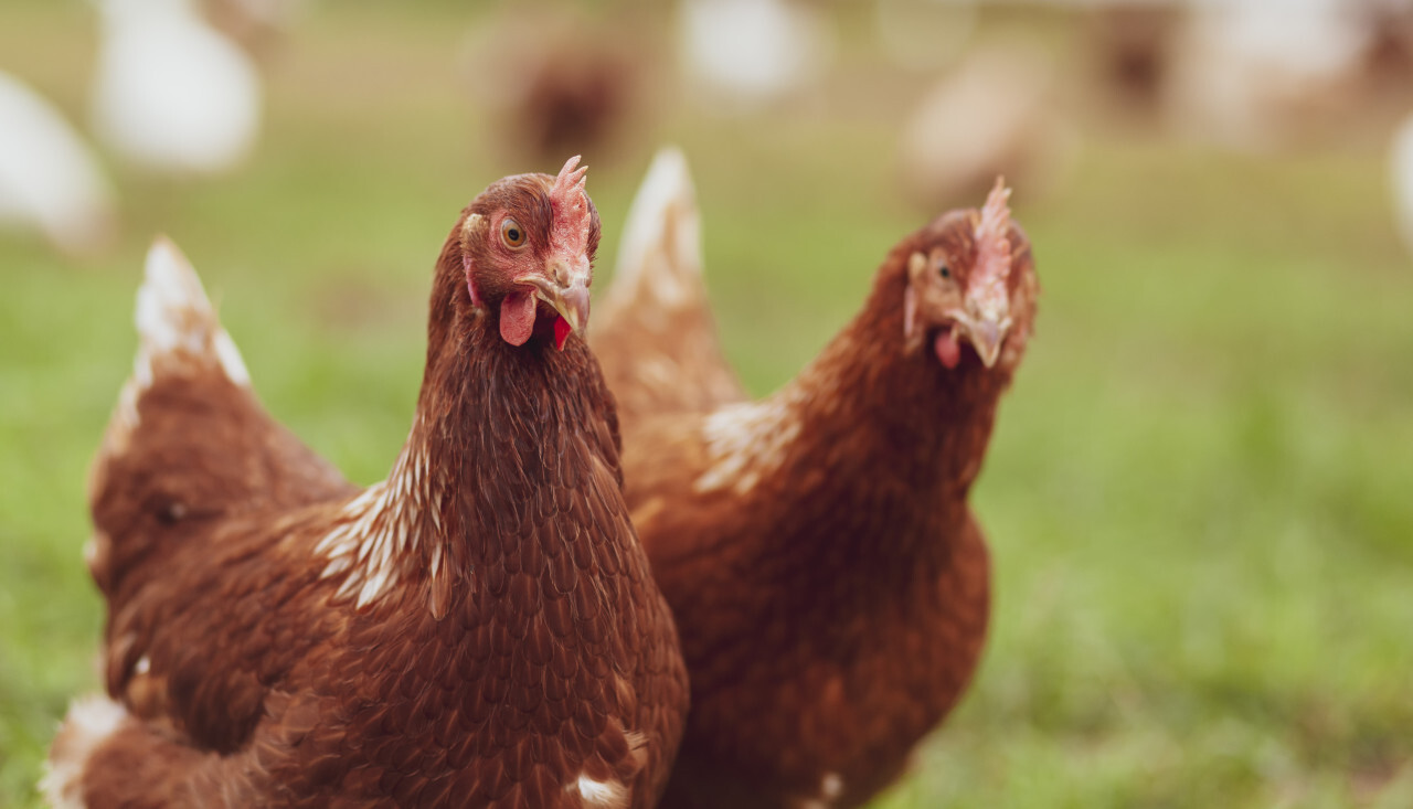 Chicken on the farm, poultry concept. Cute brown hen looking at camera