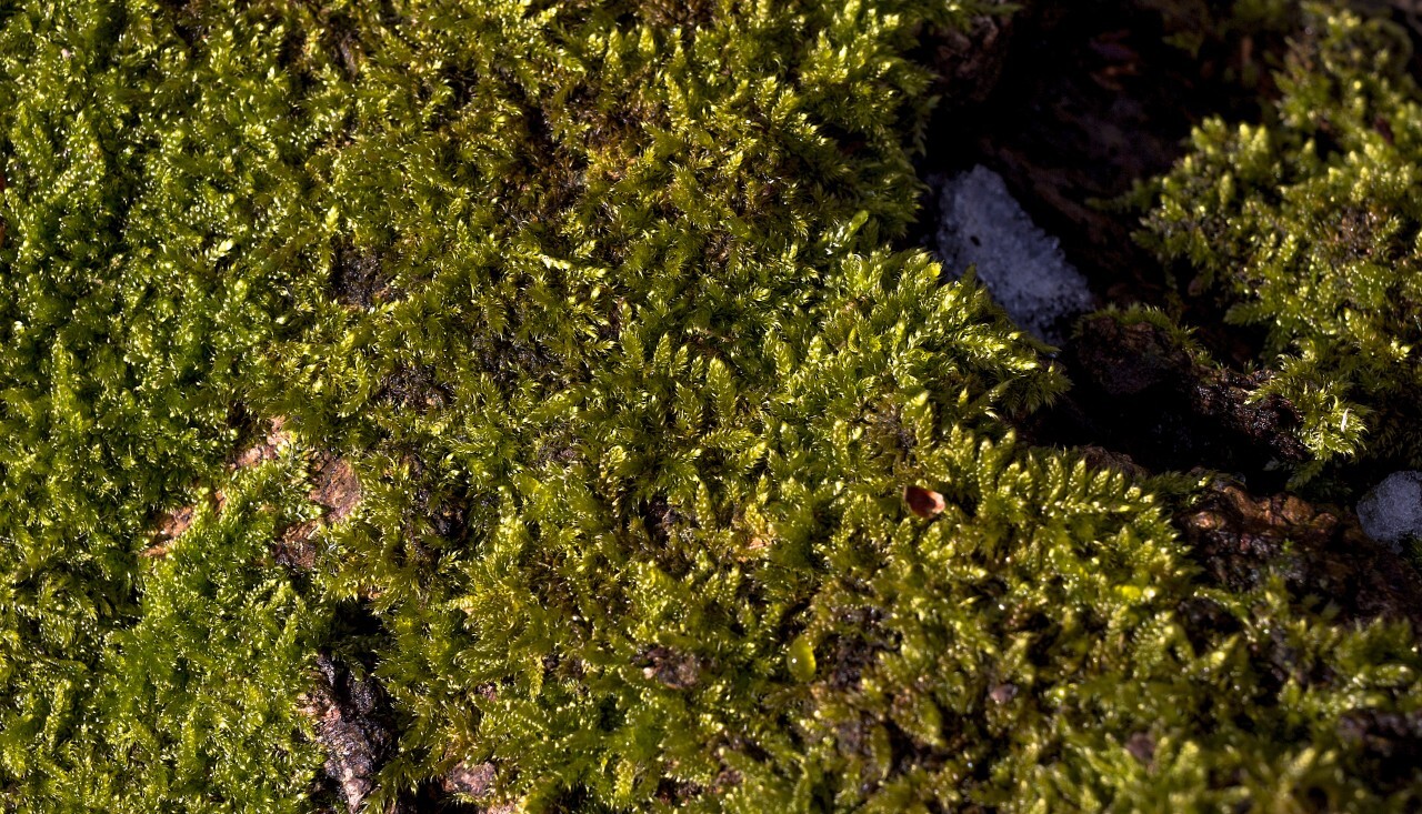 moss texture