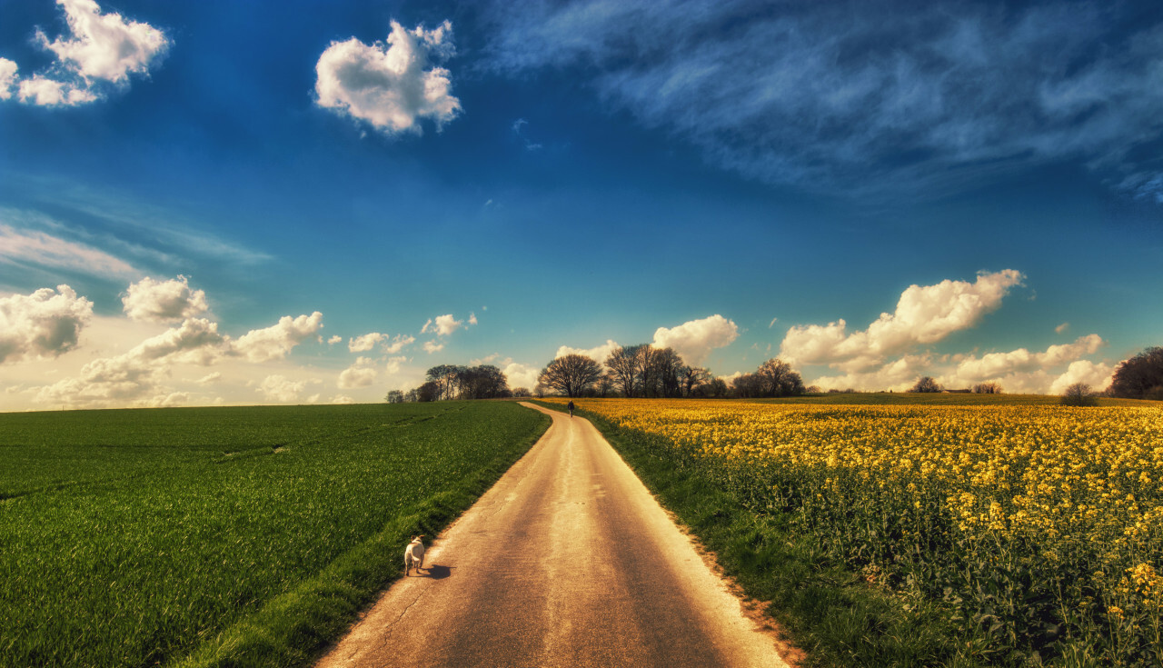 Country Road in Wülfrath with a Rape field on the right