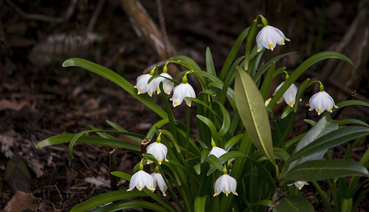 Early spring snowflake flowers, leucojum vernum