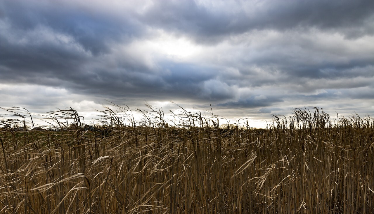 storm clouds over field