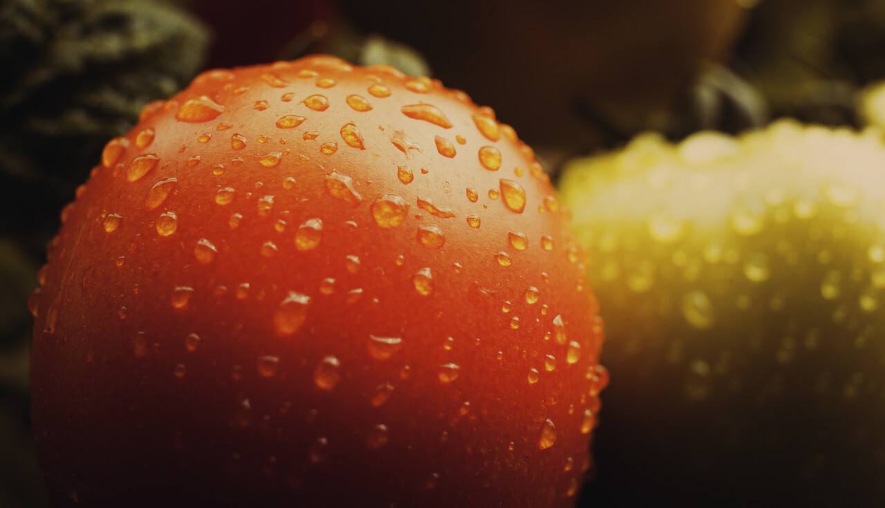 dew drops on red tomato