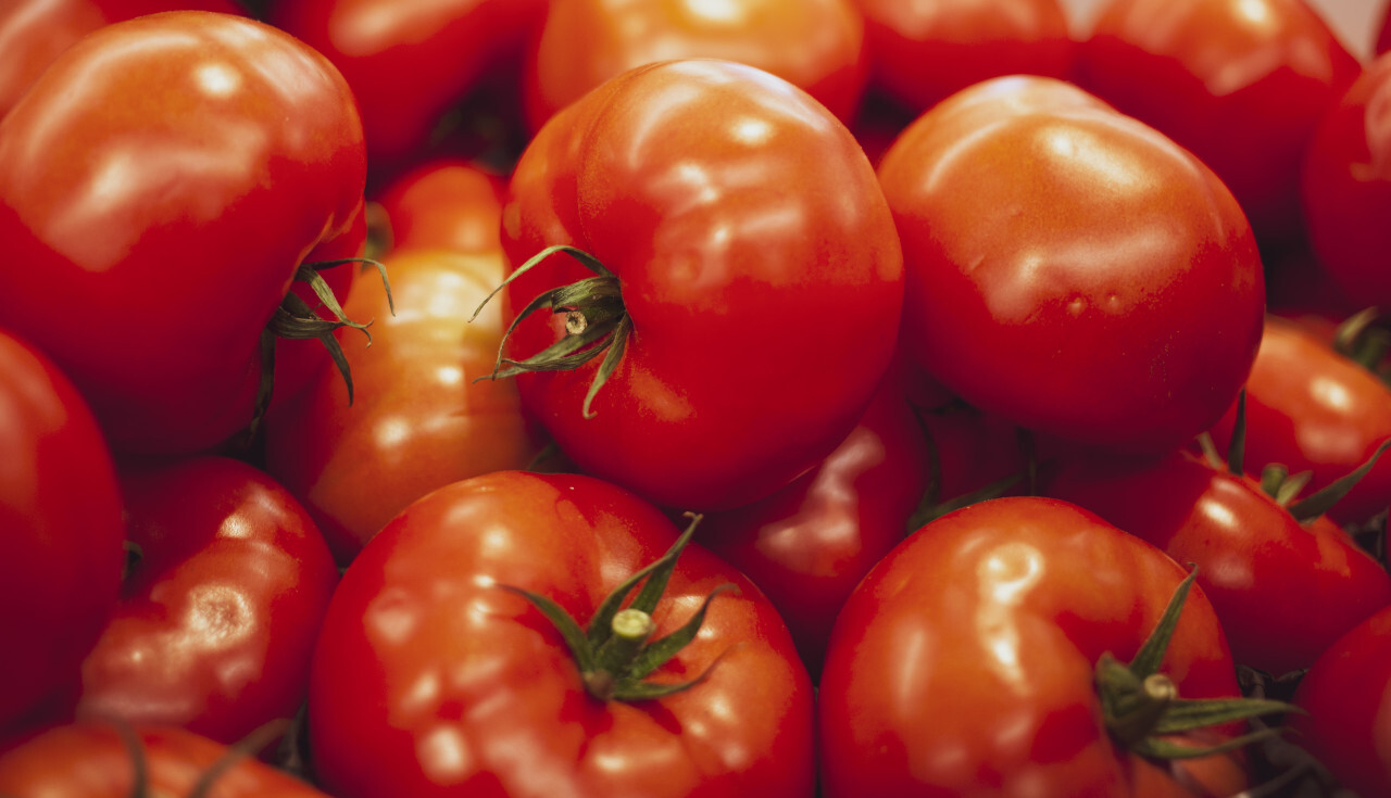 Group of fresh red tomatoes