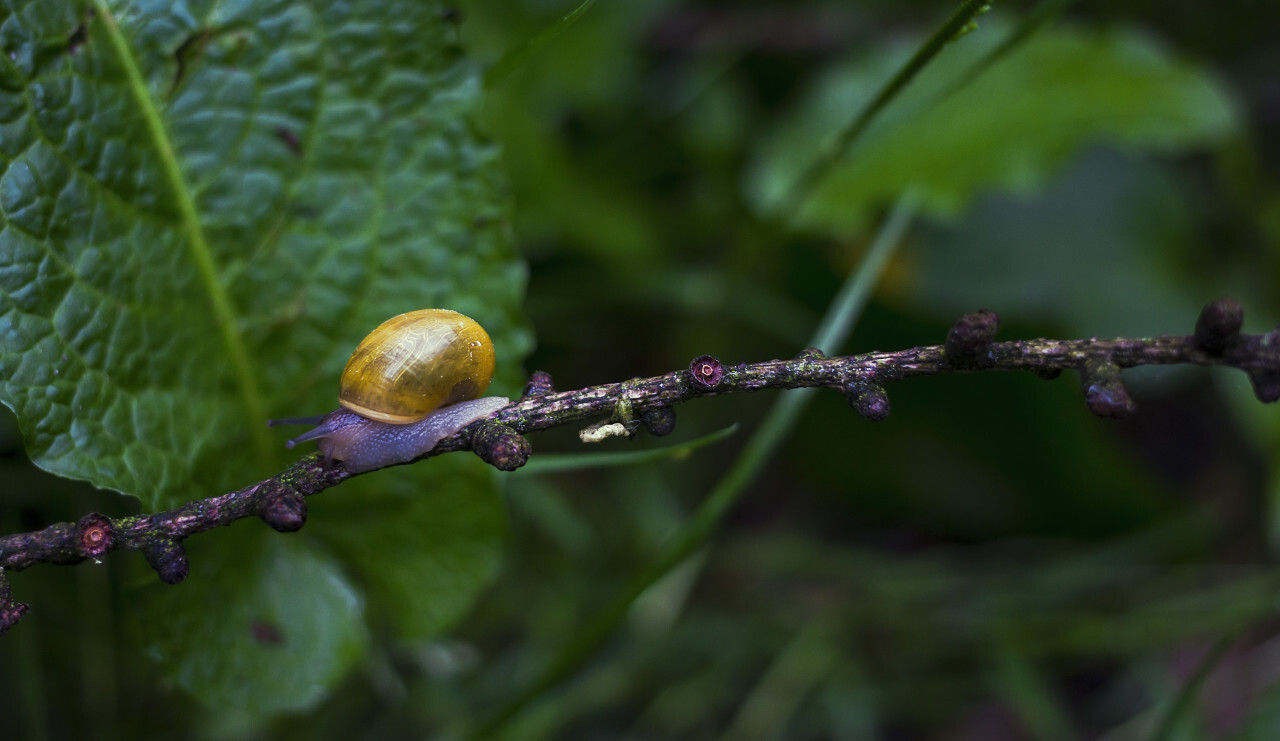 snail in the forest