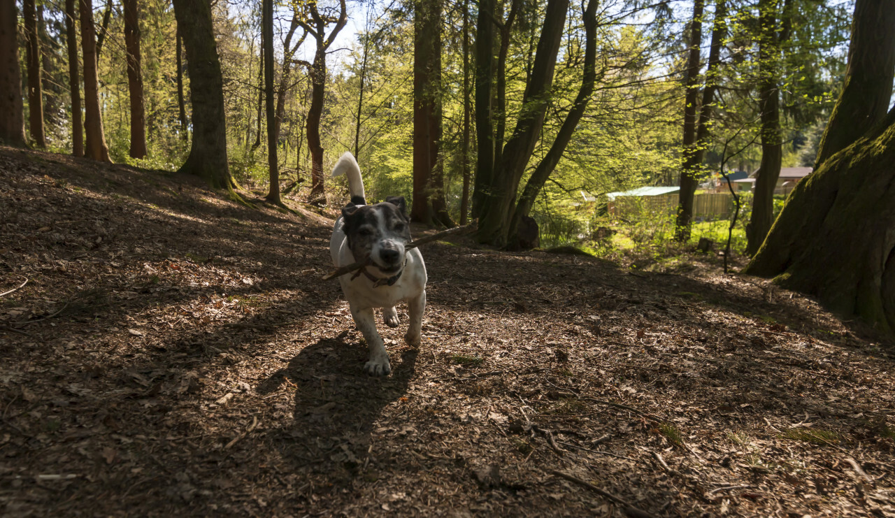 jack russell terrier in a german forest