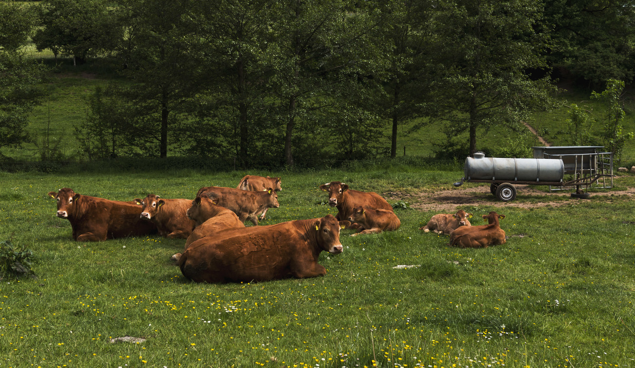 happy herd of cows