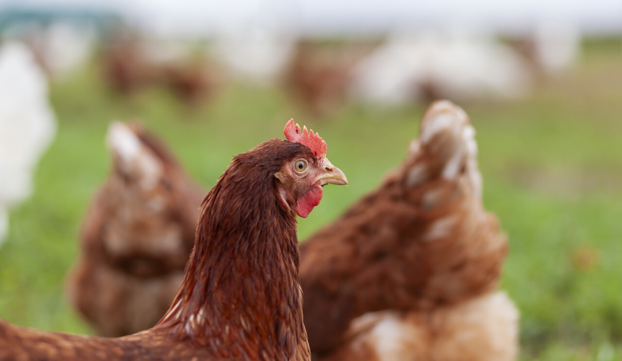 Portrait of a Hen