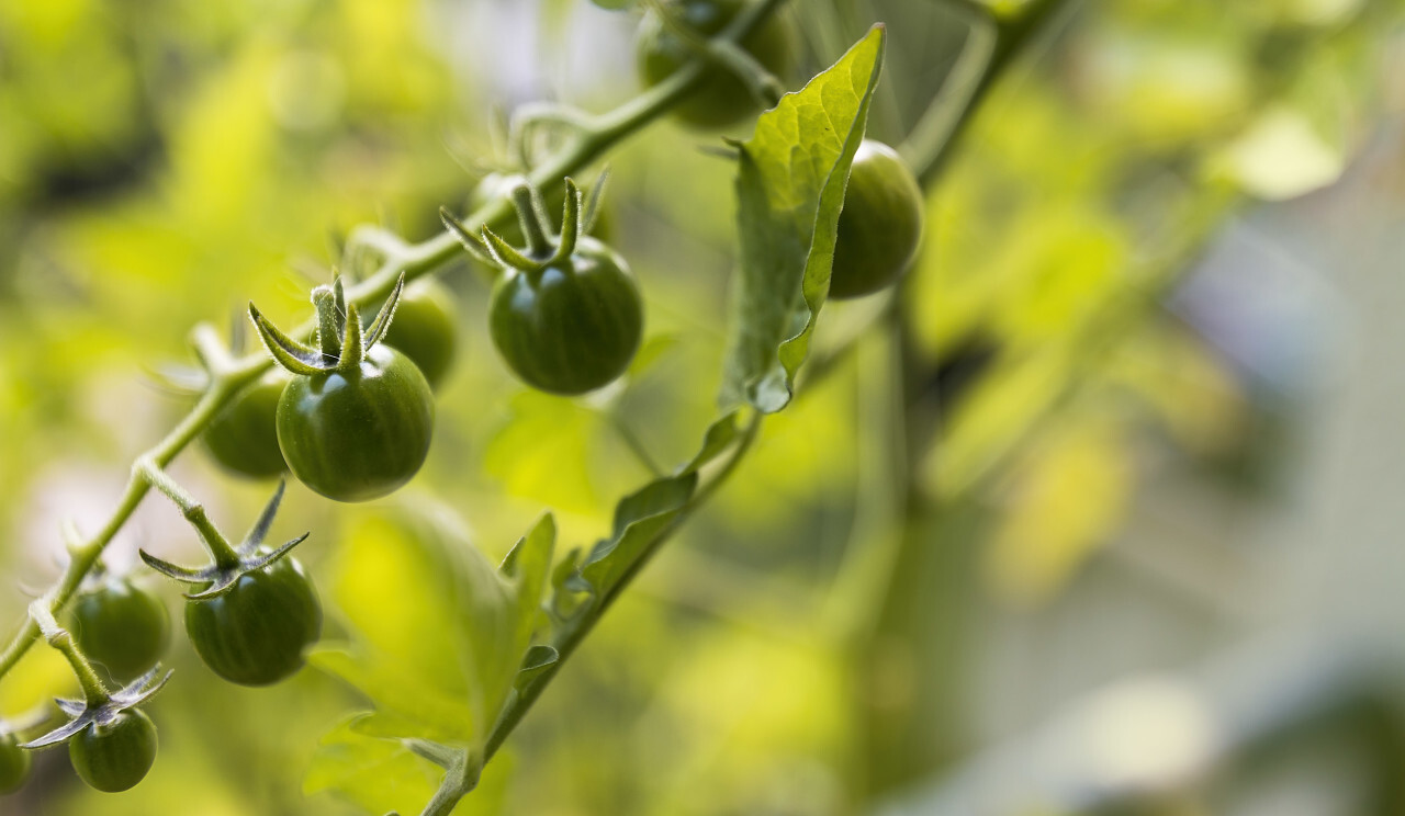 unripe currant tomato plant