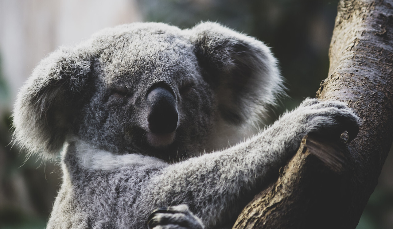 Australian koala in its natural habitat - tired looking