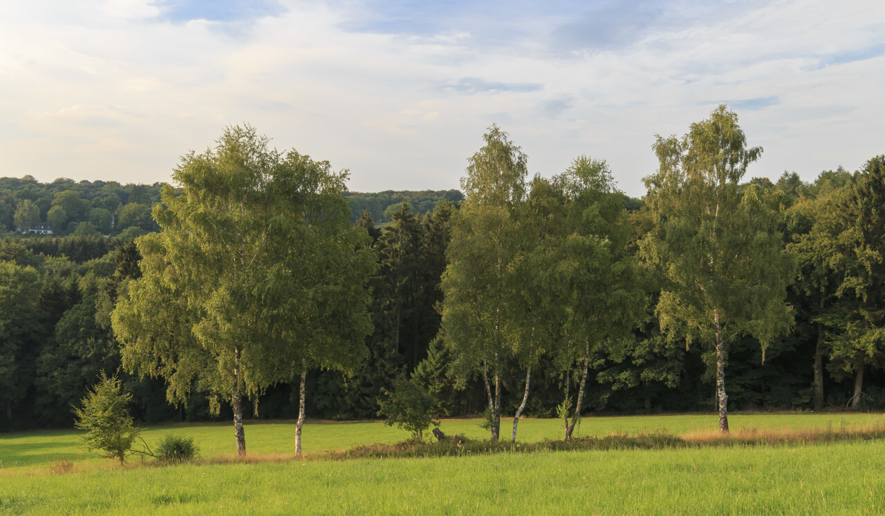 German Rural Landscape in Wuppertal Ronsdorf