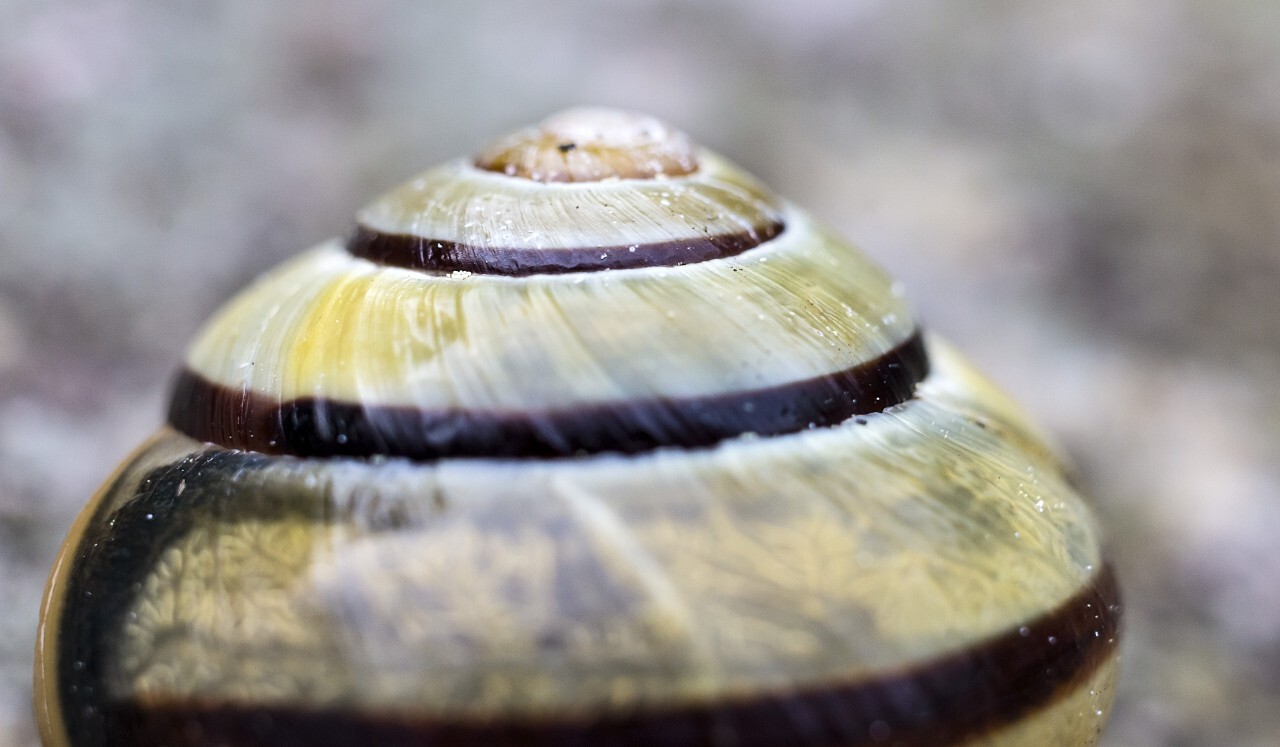 snail shell