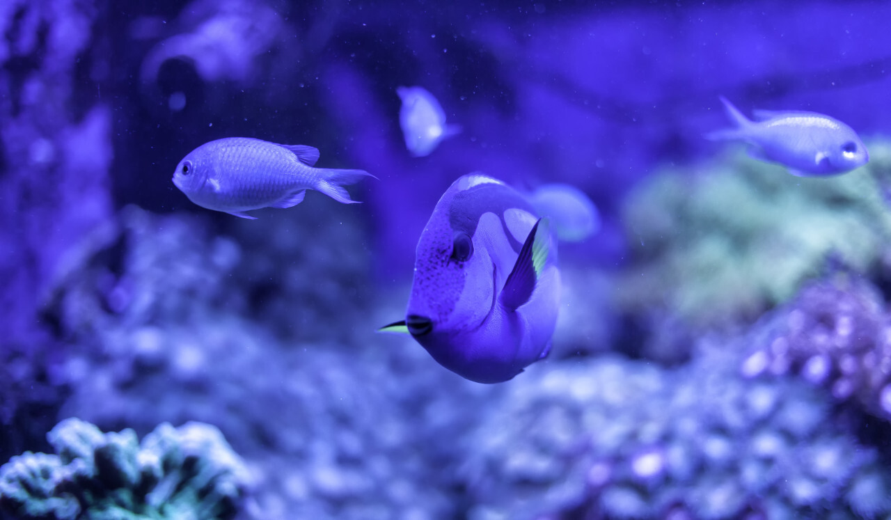 Power Blue Surgeonfish or Blue Tang