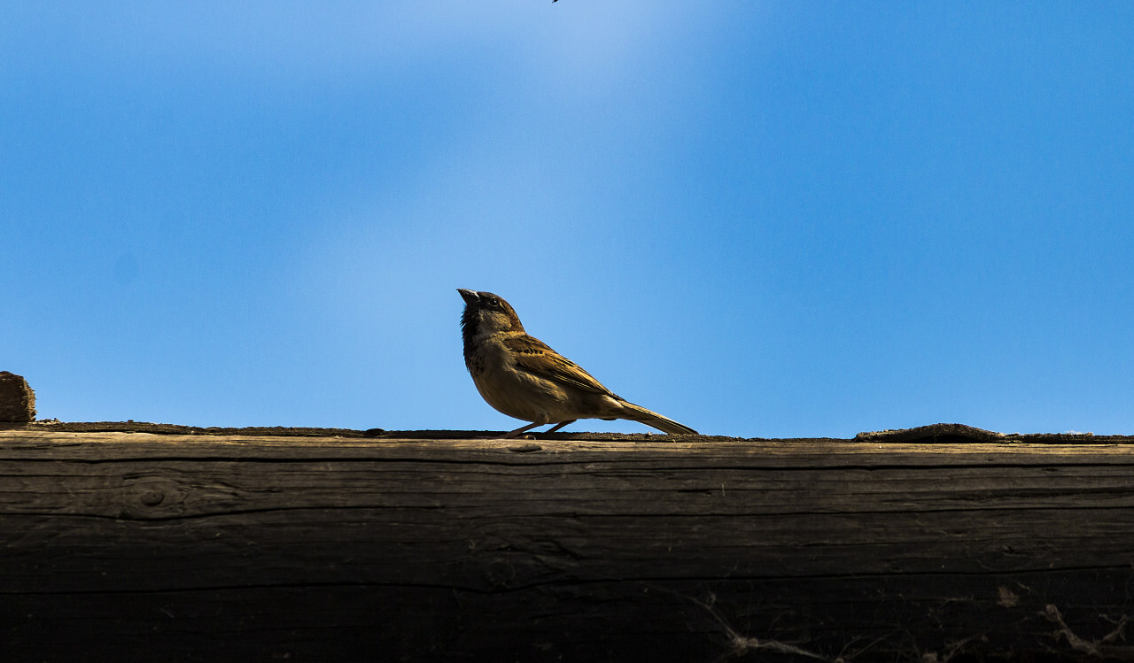 sparrow on wooden beams