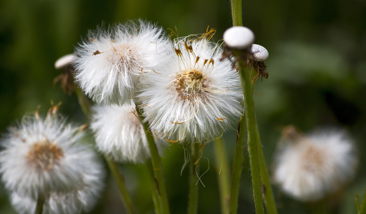 a group of dandelions