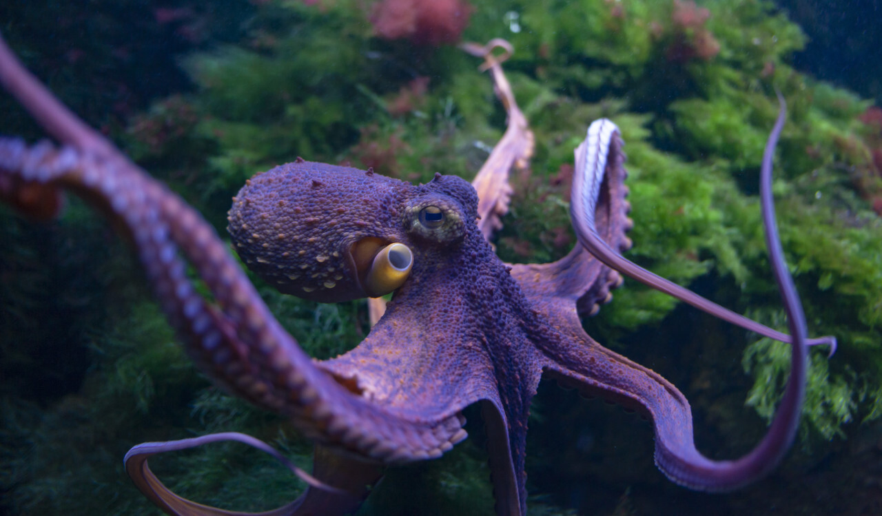 Octopus vulgari