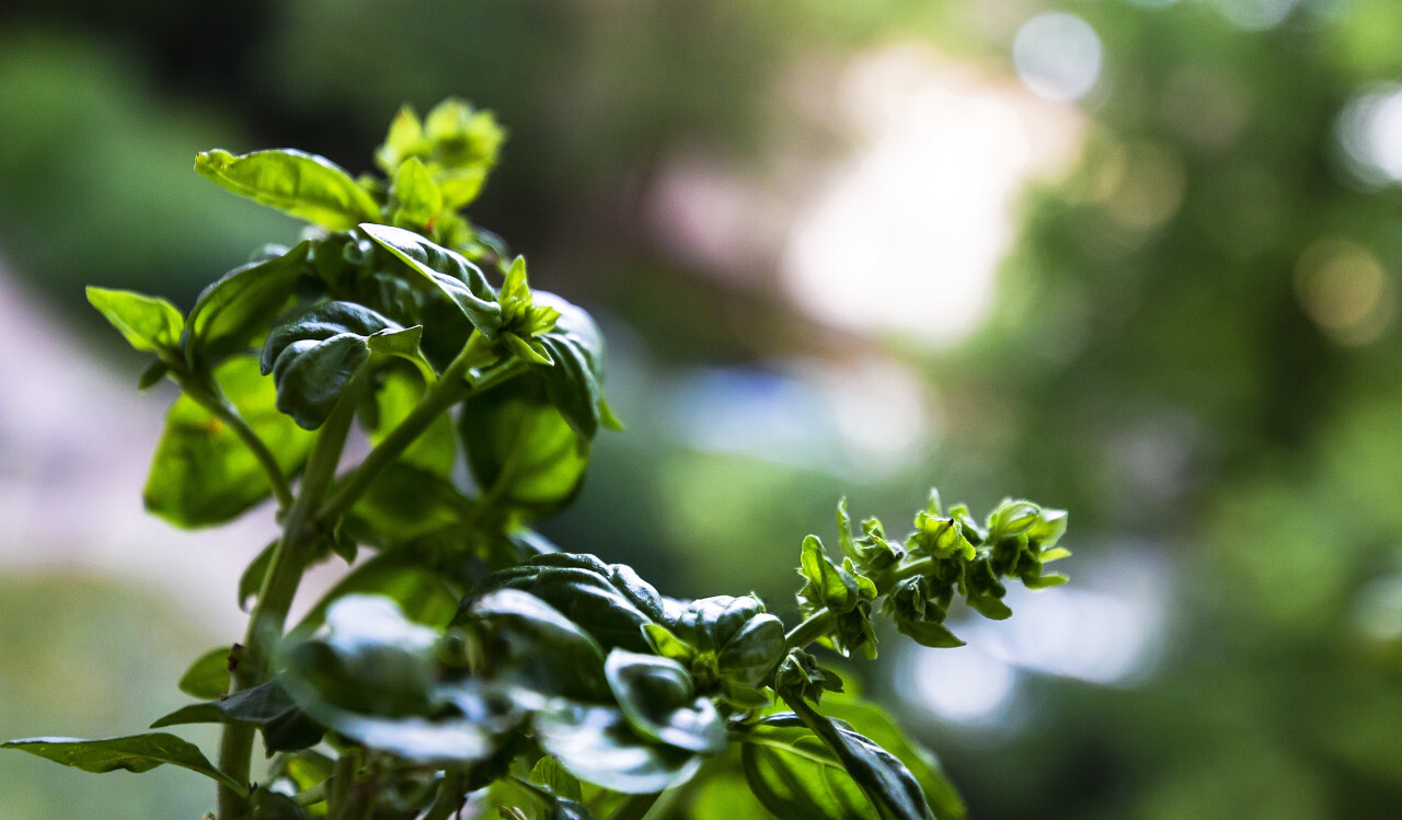 fresh green healthy basil plant - basil leaves