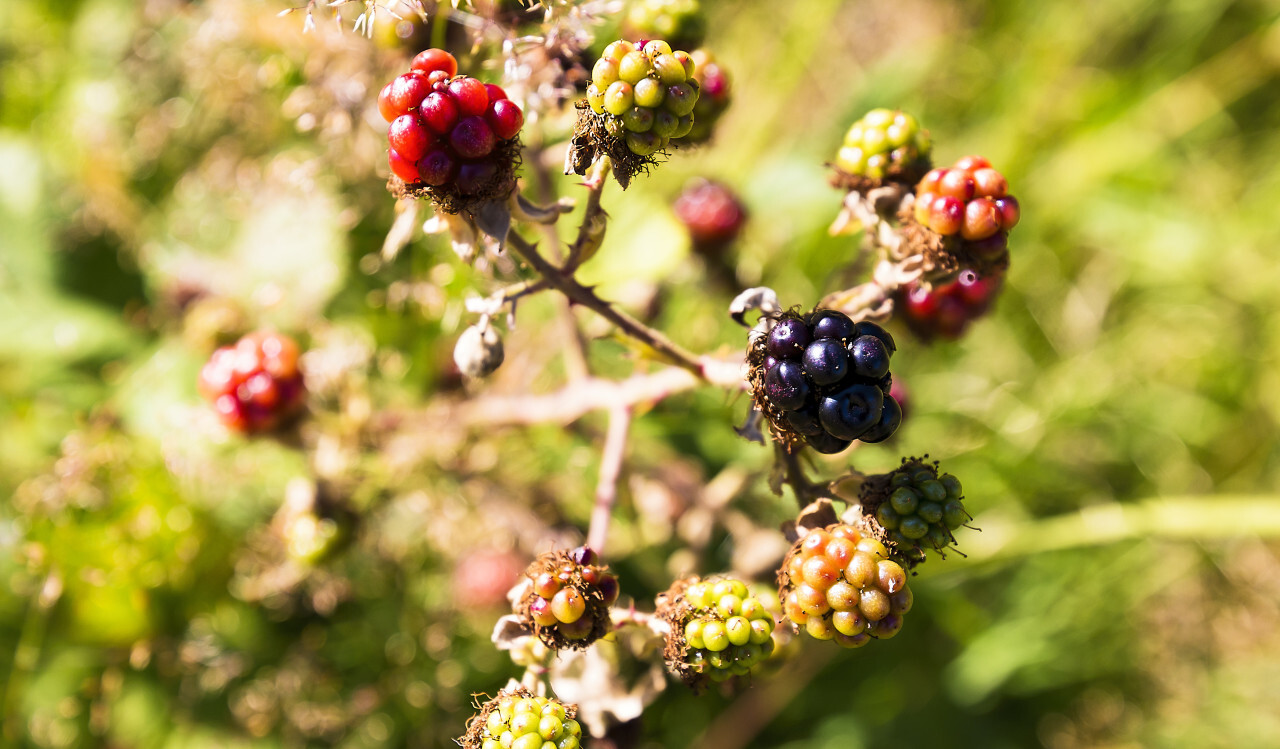 blackberry bush