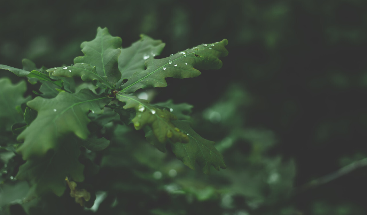 dark green oak leaves in the forest