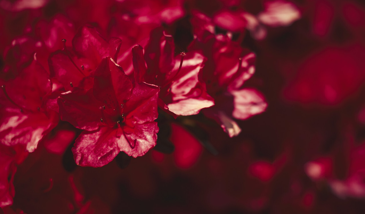 red rhododendron