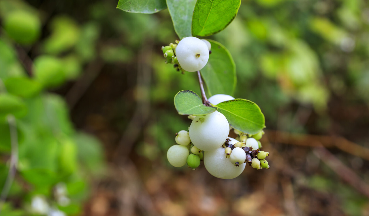 White berries Symphoricarpos albus laevigatus Common snowberry
