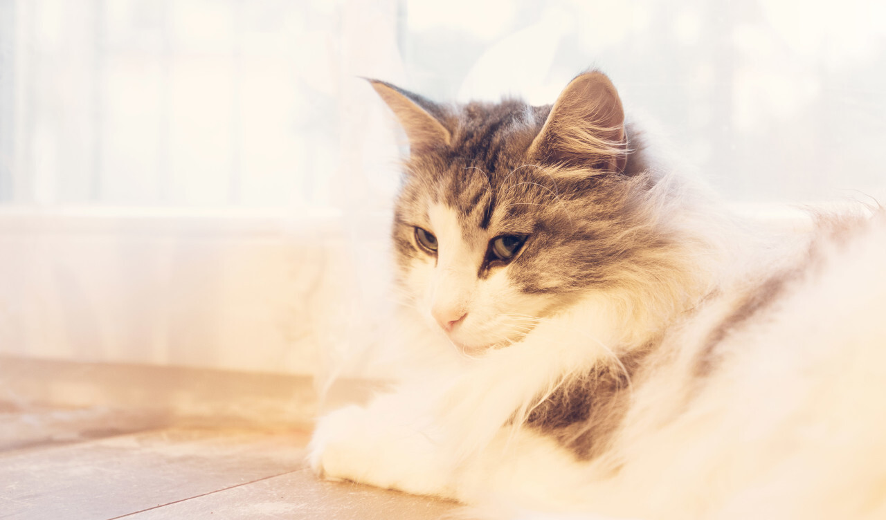 norwegian forest cat lies by the window